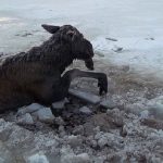 В Полоцком районе спасли беременную лосиху, провалившуюся под лед