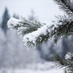 Прогноз погоды на день 24 января 2019 года