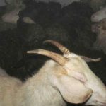 Микроавтобус с двумя десятками краденых овец задержали под Шарковщиной