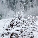 Прогноз погоды на 12 февраля 2019 года