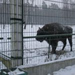 Беларусь и Молдова обменяются зубрами