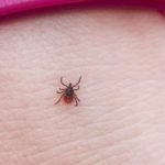 В Минске в феврале проснулись клещи