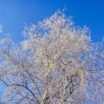 Прогноз погоды по Беларуси на 14 марта 2019 года