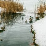 Прогноз погоды по Беларуси на день 23 марта 2019 года