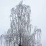 Обезврежена фугасная авиабомба, найденная в лесном массиве Витебского района