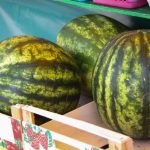 Эксперимент с арбузами проведут на Гомельщине