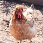 Водитель из Гродно сбыл на стороне 240 кг мяса птицы
