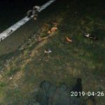 Водитель в Белыничском районе сбил пешехода и скрылся