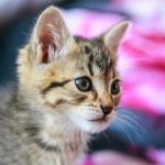 Кошка едва не лишила хозяев десятков тысяч долларов