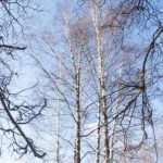 С 27 апреля 2019 г. введен запрет на посещение (нахождение) гражданами лесов
