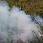 В Могилевской области при выжигании сухой травы погибла пенсионерка