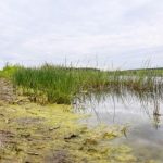 Акция «Чистый водоем» стартует в Беларуси