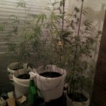Витебские правоохранители обнаружили помещение для выращивания конопли