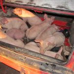 Правоохранители Шарковщины задержали группу, которая похитила со свинокомплекса 12 поросят