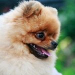 «Смотрины» для бездомных кошек и собак утроят в Минске