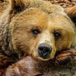На Камчатке медведь украл у охотников холодильник с едой