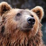 Медведи из России разоряют деревню на севере Беларуси