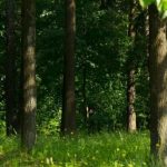 Запрет на посещение лесов снят в четырех областях Беларуси