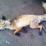 В Витебский зоопарк принесли лисенка с бешенством. Разыскиваются люди, имевшие с ним контакт