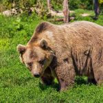 Медведи нагоняют страх на жителей Витебской области
