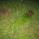 В Орше двое мужчин пытались похитить 50 туй
