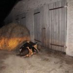 Криминальный дуэт в Миорском районе «погорел» на краже бычка