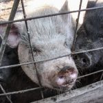 Беларусь запретила ввоз свинины из региона Украины