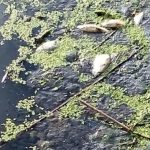 В море рыбы в Лидском районе обвинили коммунальщиков