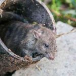 Домашняя крыса отправила на тот свет свою хозяйку