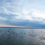 Рыбак из Гомеля хотел переплыть озеро и утонул