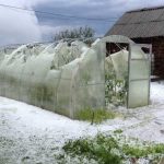 Расчищали лопатами для снега. Град размером с куриное яйцо уничтожил урожай жителей Будслава