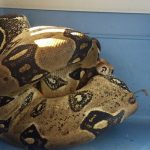 Дети нашли на игровой площадке 1,5-метрового удава