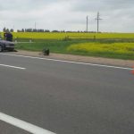 Оршанка на BMW врезалась в минчанку на Opel: авто улетело в рапсовое поле