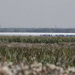 Путин присвоил звания Героев России пилотам, посадившим Airbus в кукурузном поле