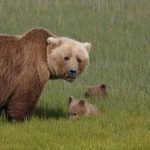 Грибников предупреждают: медведица с медвежонком были замечены под Логойском