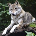 Волки держат в страхе деревню в Ушачском районе, совершая набеги средь бела дня