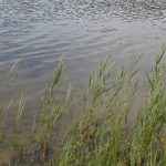 Двухлетний ребенок утонул в Поставском районе