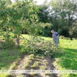 В Россонском районе на одном из личных подворий урожай груш собрал косолапый