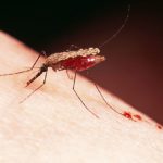 Белорусов предупредили: комары принесли смертельные тропические болезни