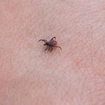 В Беларуси снова проснулись клещи и уйдут в спячку только в декабре