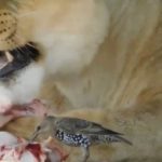 В гродненском зоопарке скворец подружился с львицей