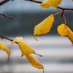 Погода на выходные: в субботу придет настоящая осень
