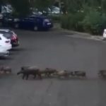 По Минску гуляло стадо диких кабанов