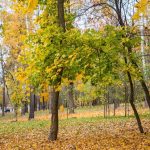 Погода на день 24 октября по Беларуси