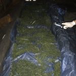 В Наровле и Мозыре орудовал крупный марихуанщик