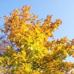 Погода на день 5 ноября по Беларуси