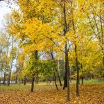 Погода на день 17 ноября 2019 года