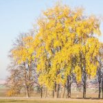 Погода на день 18 ноября 2019 года по Беларуси