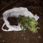 Житель Оршанского района оборудовал дома помещение для выращивания конопли