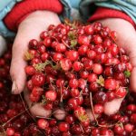 Информация по сбору брусники и клюквы